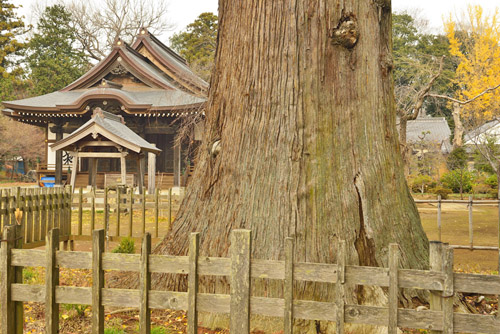 茨城県巨木・弘経寺の来迎杉
