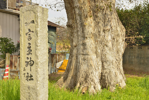 茨城県巨木・大塚戸のムクノキ