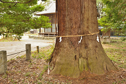 埼玉県巨木・八和田神社の大スギ