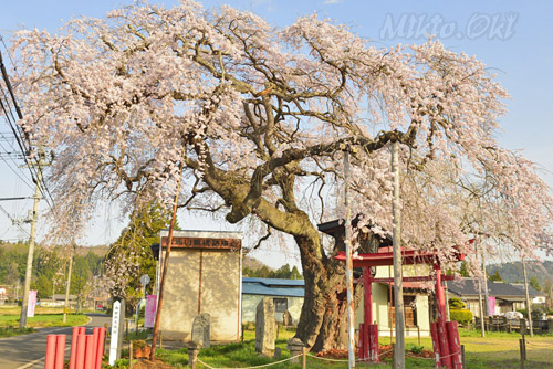 福島県巨木・西郷の夫婦桜