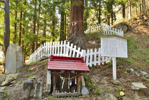 福島県巨木・楯和気神社のコウヤマキ