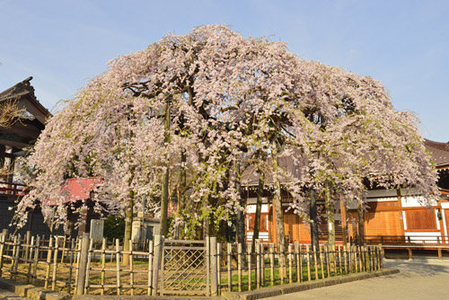 福島県巨木・円東寺のしだれ桜