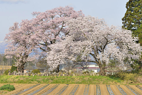 福島県巨木・谷地橋の桜