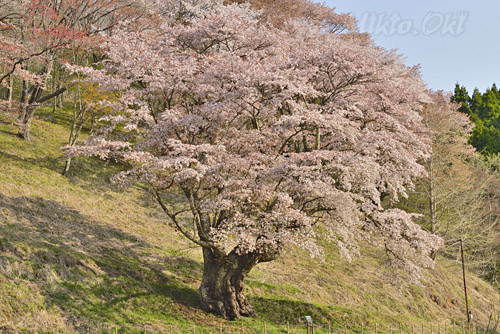 福島県巨木・新田の大山桜