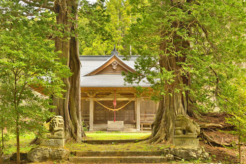 福島県巨木・綿津海神社のサワラ