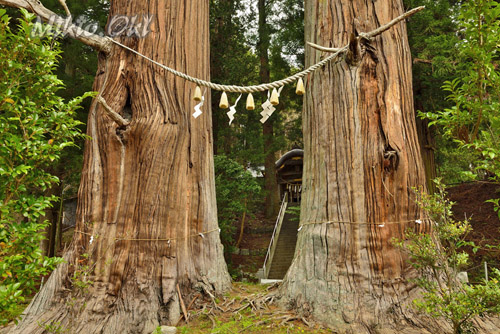 福島県巨木・夏井諏訪神社の翁スギ媼スギ