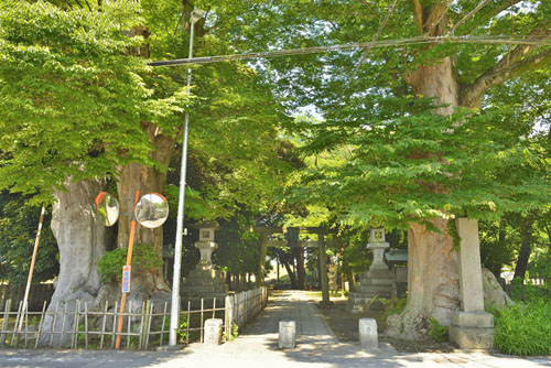 茨城県巨木・雀神社の大欅