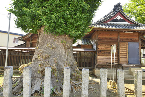 茨城県巨木・古河八幡神社の大イチョウ