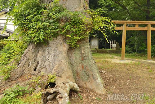 栃木県巨木・愛宕神社のケヤキ