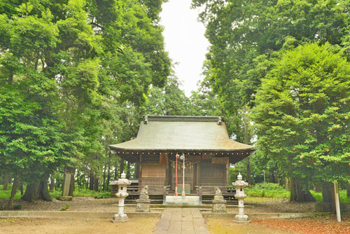 栃木県巨木・鷲神社のシラカシ