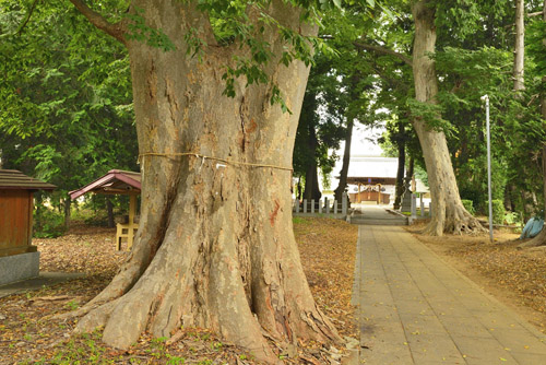 茨城県巨木・釈迦香取神社のケヤキ