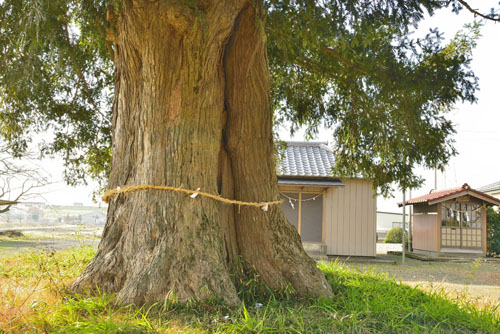 茨城県巨木・金岡香取神社のカヤ