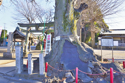 埼玉県巨木・富士見諏訪神社のケヤキ