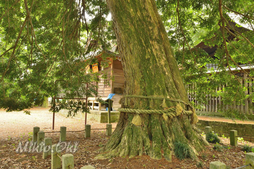 栃木県巨木・小宅八幡神社のカヤ