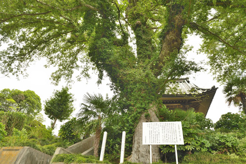 茨城県巨木・大円寺のムクノキ