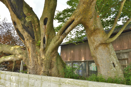 栃木県巨木・井戸川のケヤキ
