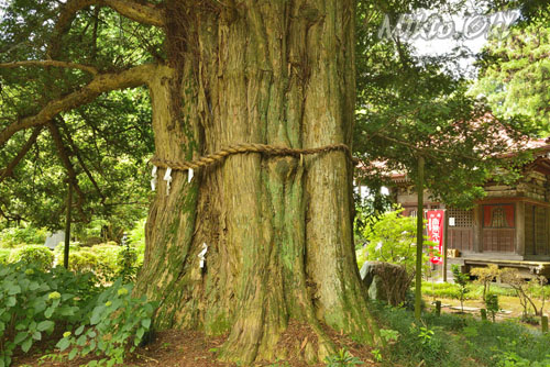 栃木県巨木・遍照寺のカヤ