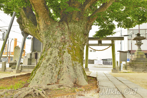 茨城県巨木・水海道諏訪神社のケヤキ