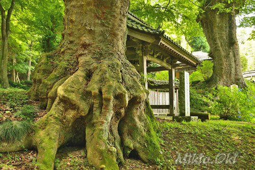 栃木県巨木・仏生寺のケヤキ