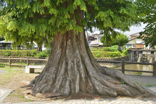 栃木県巨木・うずま公園のメタセコイア