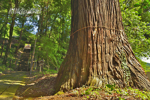 栃木県巨木・村檜神社のスギ