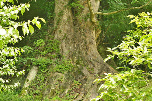 栃木県巨木・真上のけやき