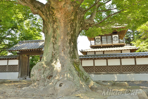 栃木県巨木・光明寺のケヤキとイチョウ