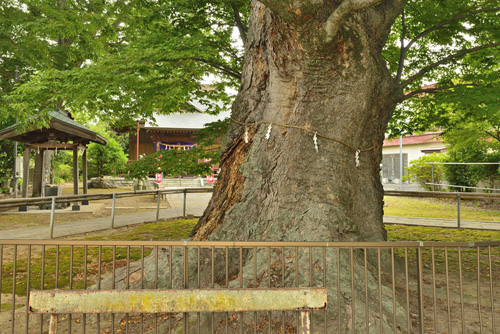 茨城県巨木・石毛稲荷神社の大けやき