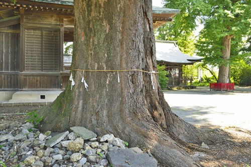 栃木県巨木・葛生八坂神社のケヤキ