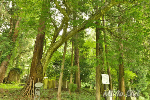 栃木県巨木・熊野神社のだっこ杉