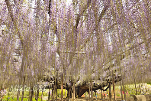 栃木県巨木・あしかがフラワーパークのフジ