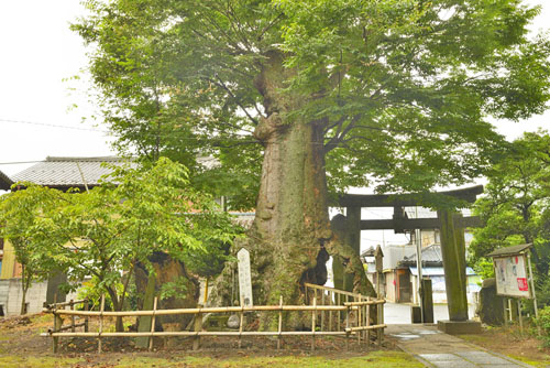 栃木県巨木・上羽田八幡宮の欅