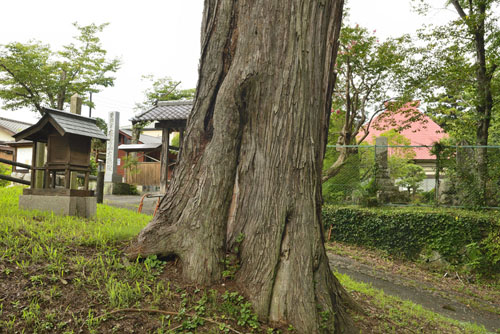 埼玉県巨木・大徳院の一本杉