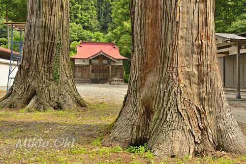 埼玉県巨木・古鷹神社の杉