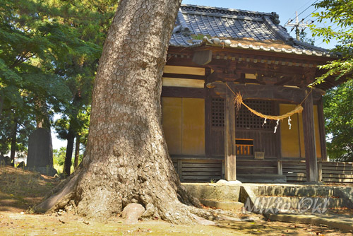 群馬県巨木・太奈荷神社の松