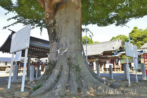 群馬県巨木・小泉神社のケヤキ