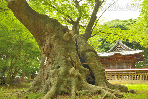 茨城県巨木・八柱神社のケヤキ