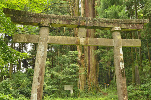 栃木県巨木・名草日光神社のスギ