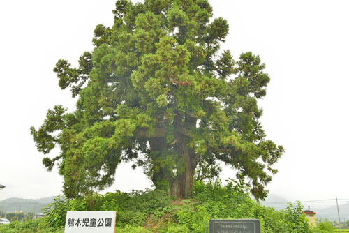 栃木県巨木・鵤木の一本スギ
