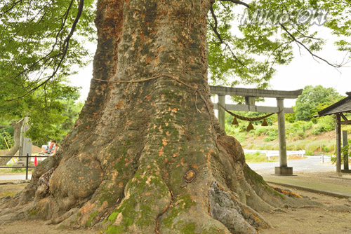 群馬県巨木・水宮神社の大ケヤキ