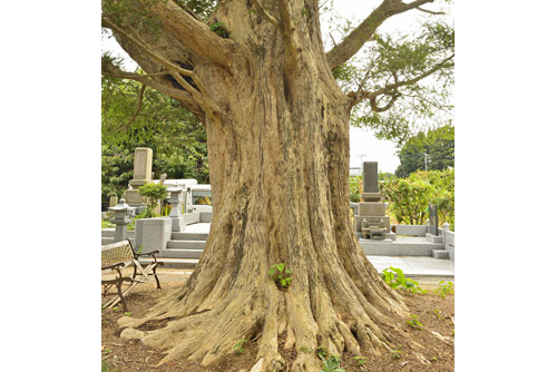 茨城県巨木・得月院のカヤ