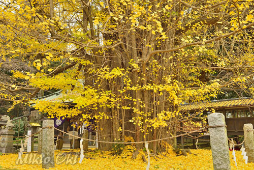 栃木県巨木・野木神社のイチョウ
