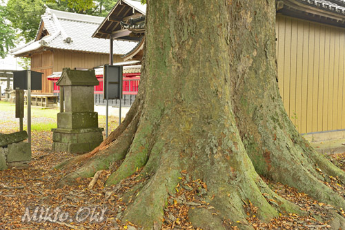 栃木県巨木・友沼八幡神社のケヤキ