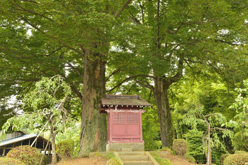 栃木県巨木・法音寺のケヤキ