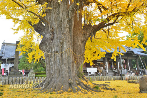 栃木県巨木・鑁阿寺のイチョウ
