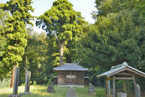 埼玉県巨木・爪ヶ谷諏訪神社の大スギ