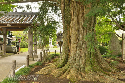 栃木県巨木・金剛定寺のカヤ