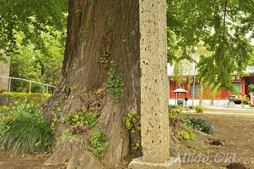 栃木県巨木・成願寺のイチョウ