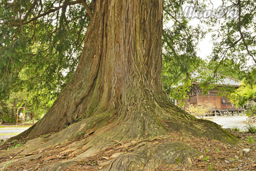 栃木県巨木・満願寺のカヤ