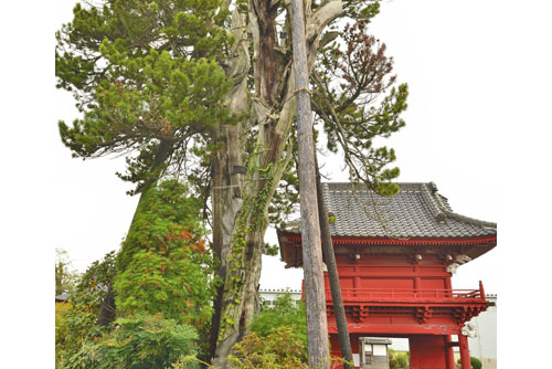 栃木県巨木・長泉寺のコウヤマキ